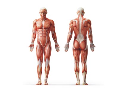 Fiiziologija mišića