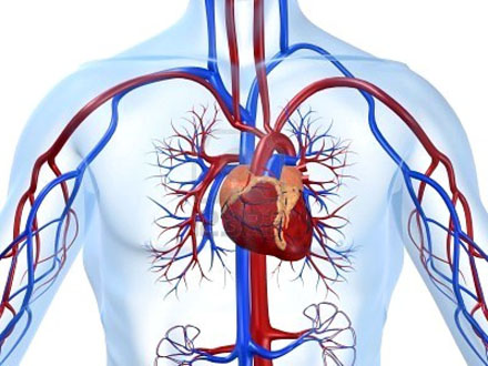 Kardiovaskularni sistem