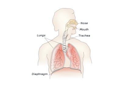 Morfološke karakteristike sistema organa za disanje