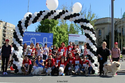 4. Šetnja odgovornih vlasnika pasa na 31. Beogradskom maratonu